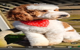 Mixed Breed dogs for sale: Australian Labradoodle  1 girl available - Image 12
