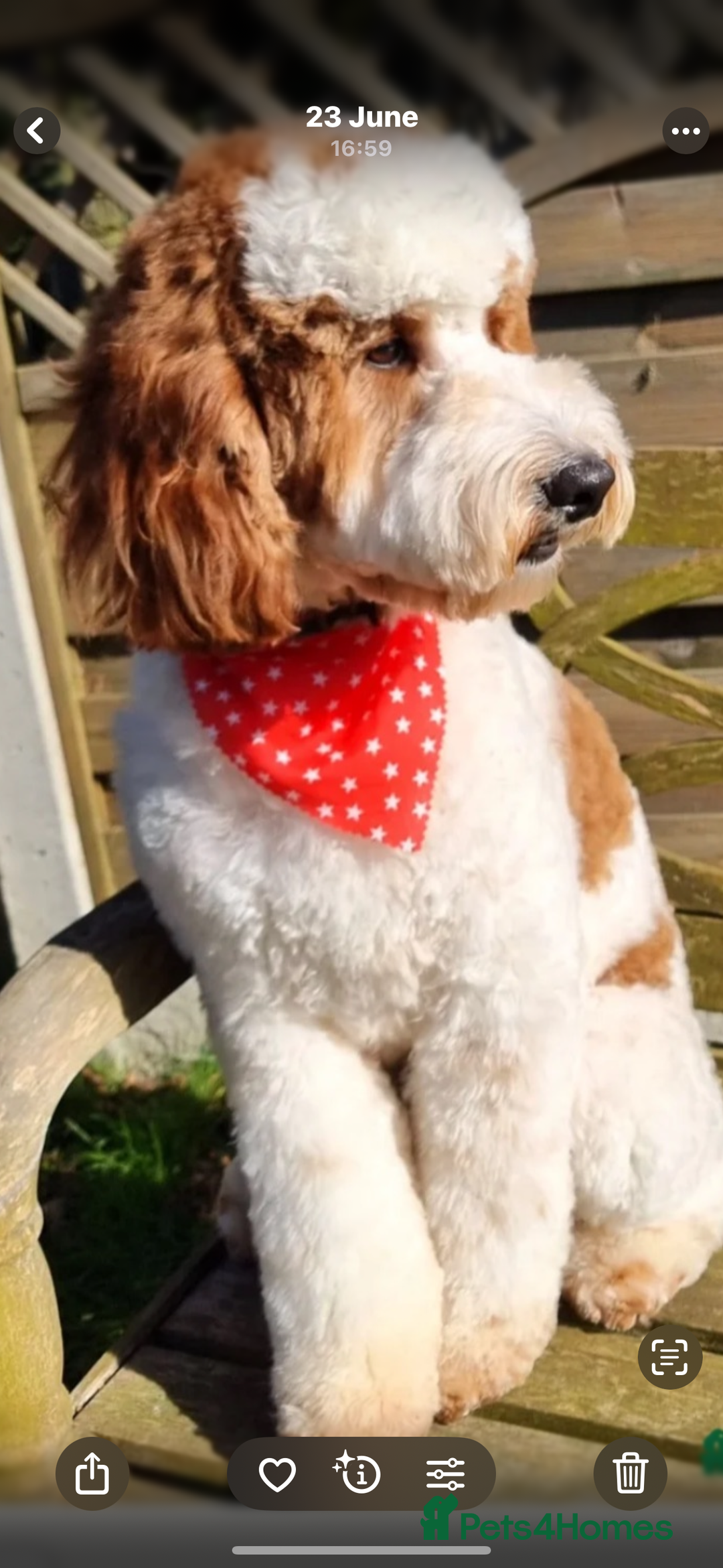Mixed Breed dogs for sale: Australian Labradoodle  1 girl available - Image 12