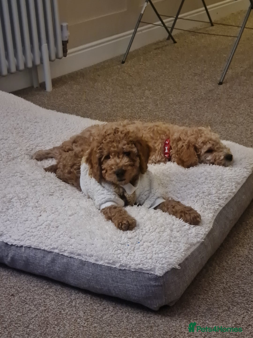 Cockapoo dogs for stud: Cockapoo for Stud - Advert 7