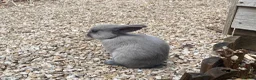 Mixed Breed rabbits for sale: Two Baby Rabbits  in Melton Mowbray - Advert 5