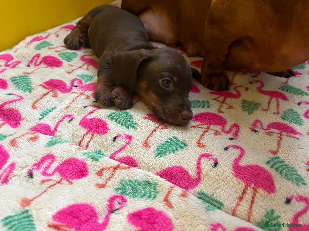 Miniature Dachshund dogs for sale: Beautiful Mini Dachshund Puppies READY  - Advert 5