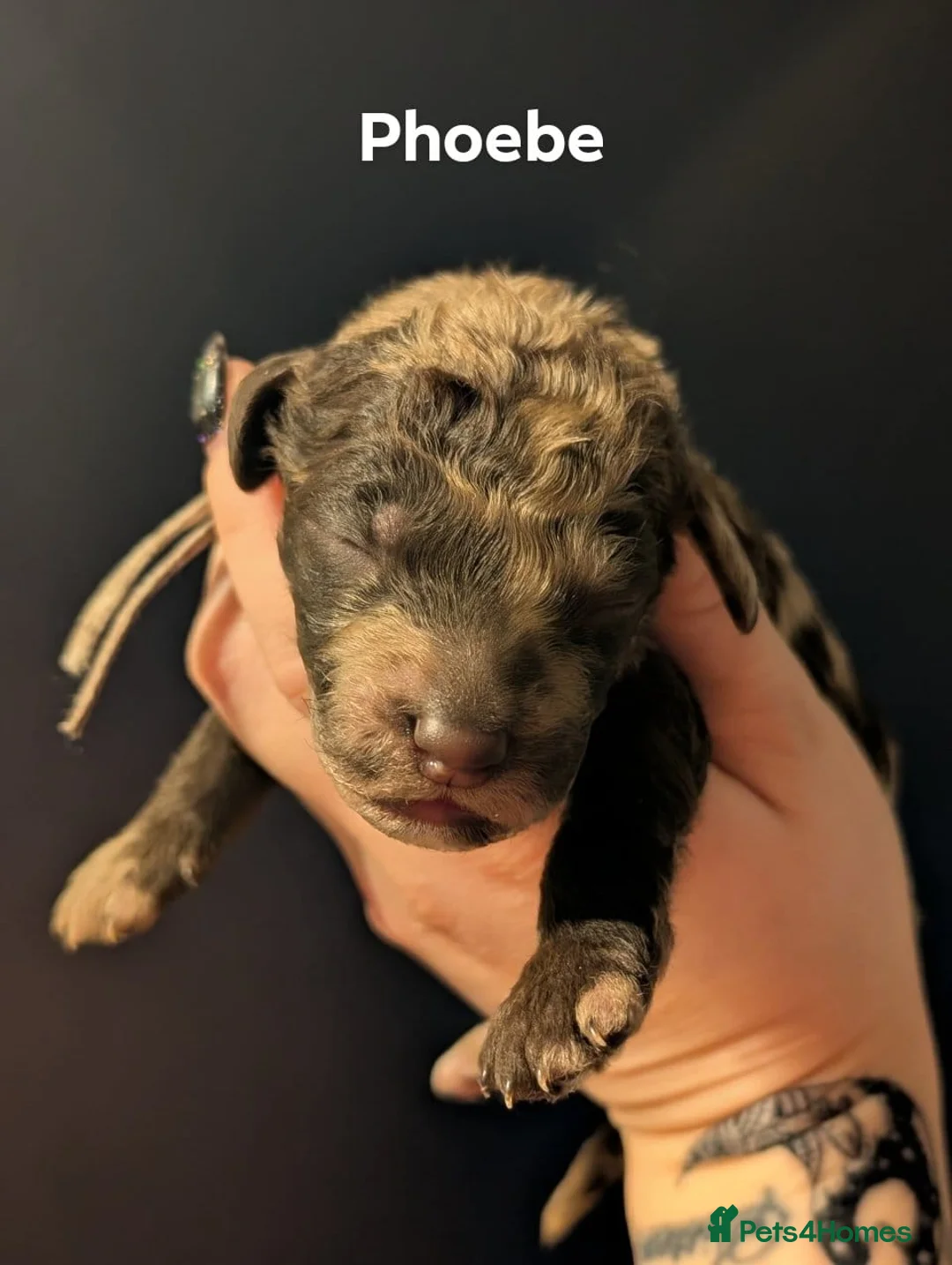 Goldendoodle dogs for sale: Unique goldendoodle puppies  - Advert 13