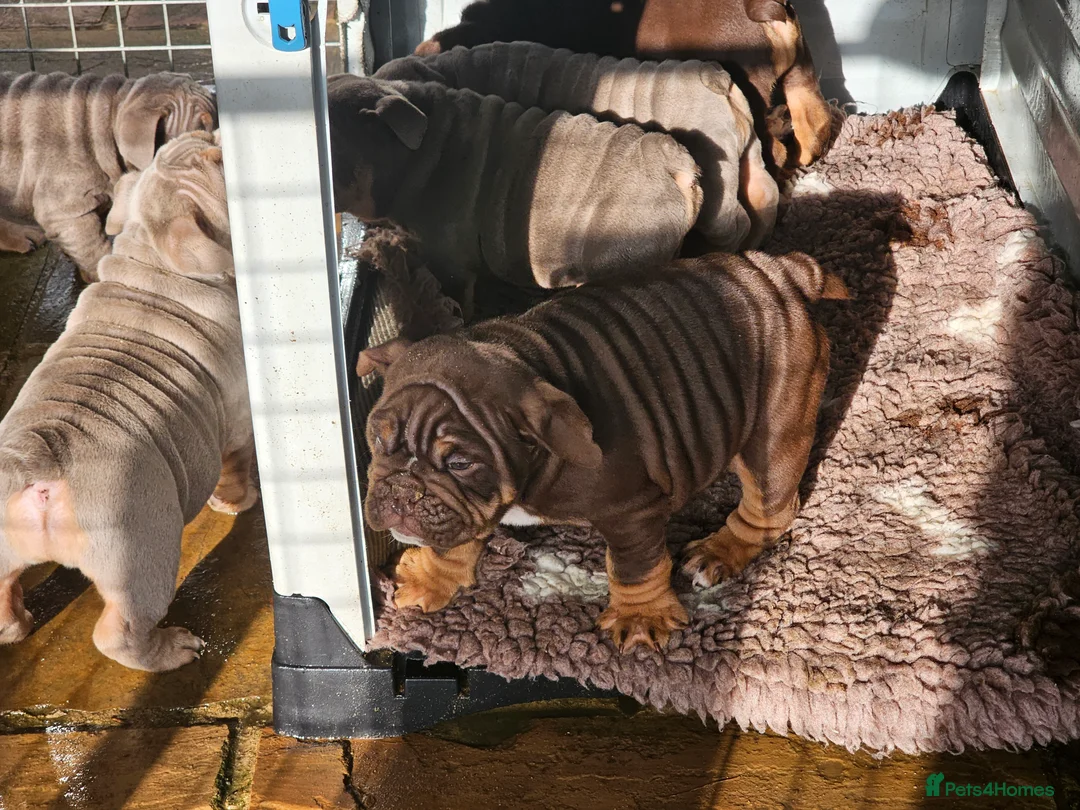 English Bulldog dogs for sale: English bulldog pups for sale - Advert 21