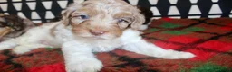 Cockapoo dogs for sale: Cockapoo babies ready from 31st August - Advert 4