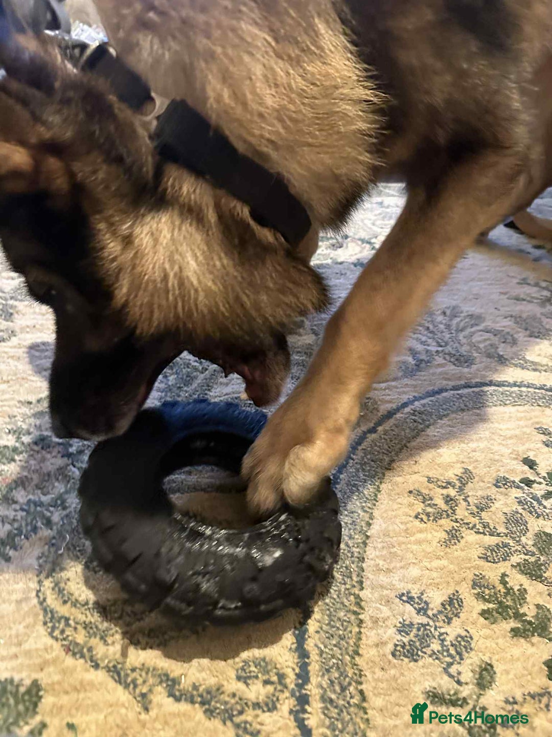 German Shepherd dogs for sale: Playful Smart German Shepherd Needs Home - Advert 4