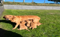 Labrador Retriever dogs for sale: KC REG HEALTH TESTED fox red puppies for sale ⭐️  - Image 5