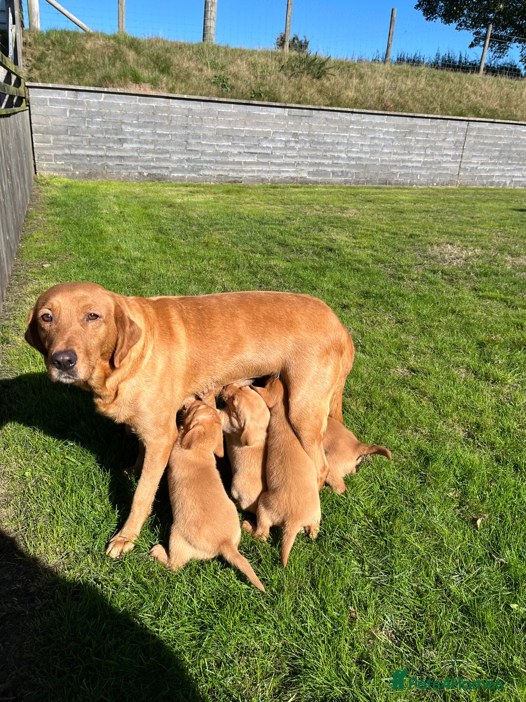 Labrador Retriever dogs for sale: KC REG HEALTH TESTED fox red puppies for sale ⭐️  - Image 5