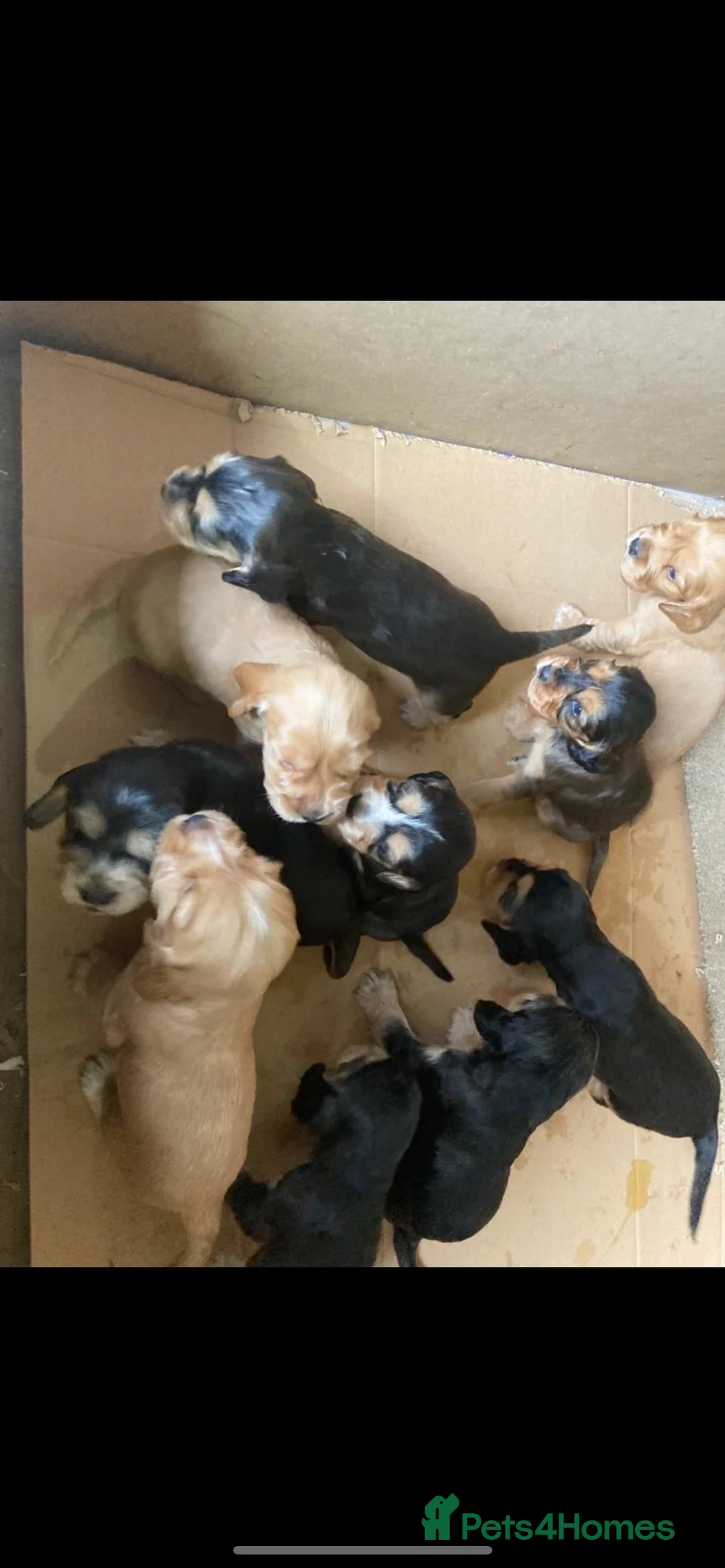 Cocker Spaniel dogs for stud: KC STUNNING SHOW COCKER (FULLY HEALTH TESTED) in Galston - Advert 7