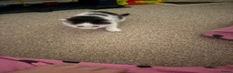 Mixed Breed cats for sale: Kittens for sale - Advert 3