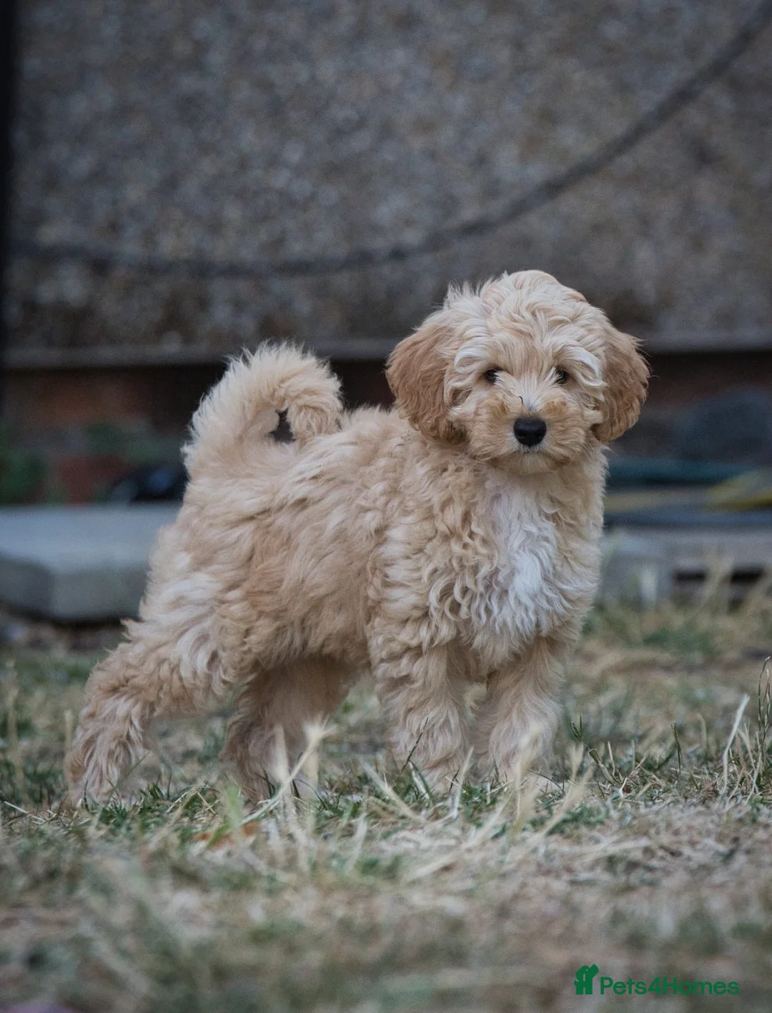 Cockapoo dogs for sale: F1 Cockapoo x Australian Labradoodle Pups - Advert 2