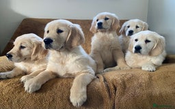 Golden Retriever dogs for sale: KC Registered Golden Retriver Puppies - Image 2