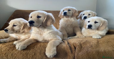Golden Retriever dogs - Advert 8