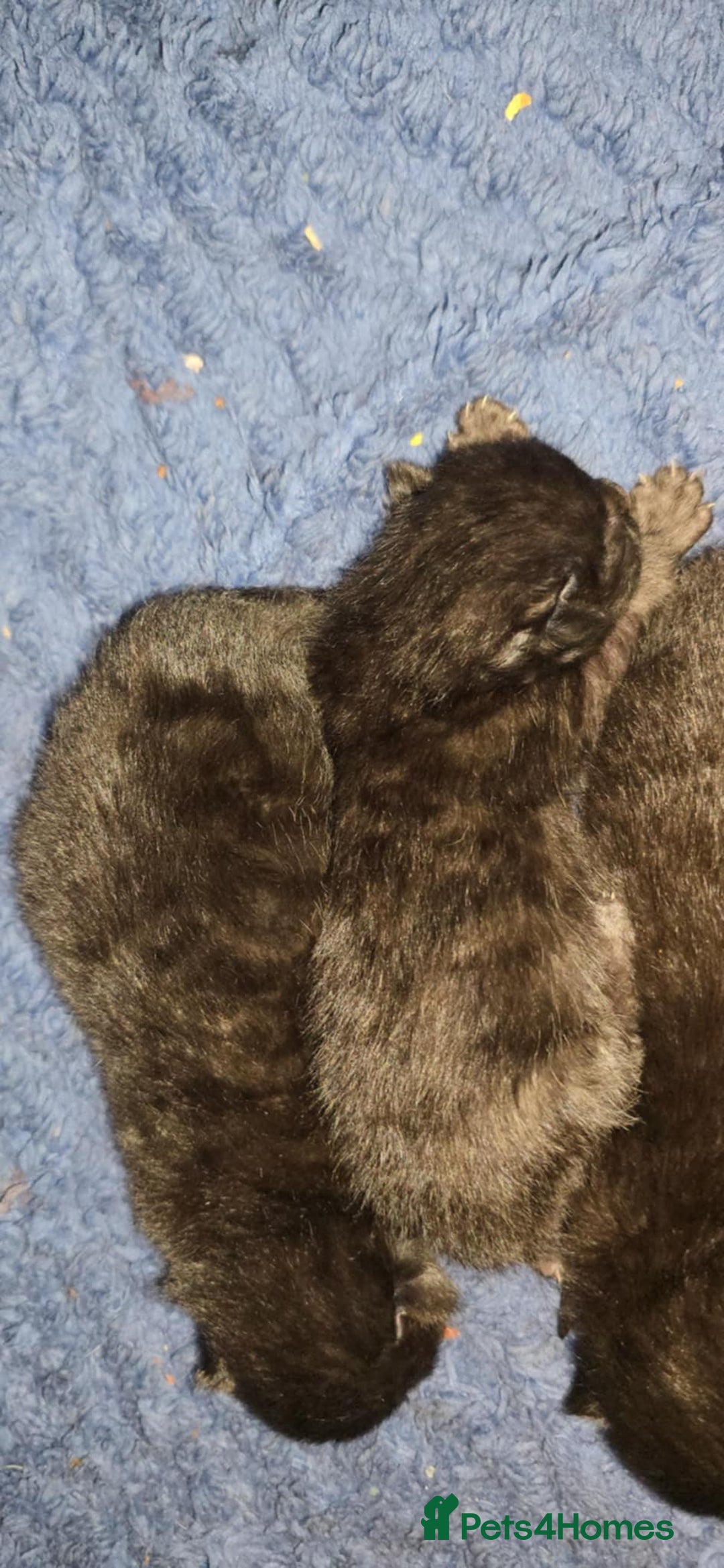 Bengal cats for sale: Four beautiful mix bangal Maine Coon kittens  - Advert 4