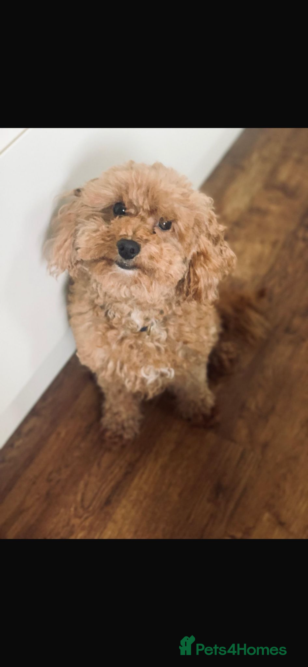 Cockapoo dogs for sale: Toy cockerpoo pups  - Image 9