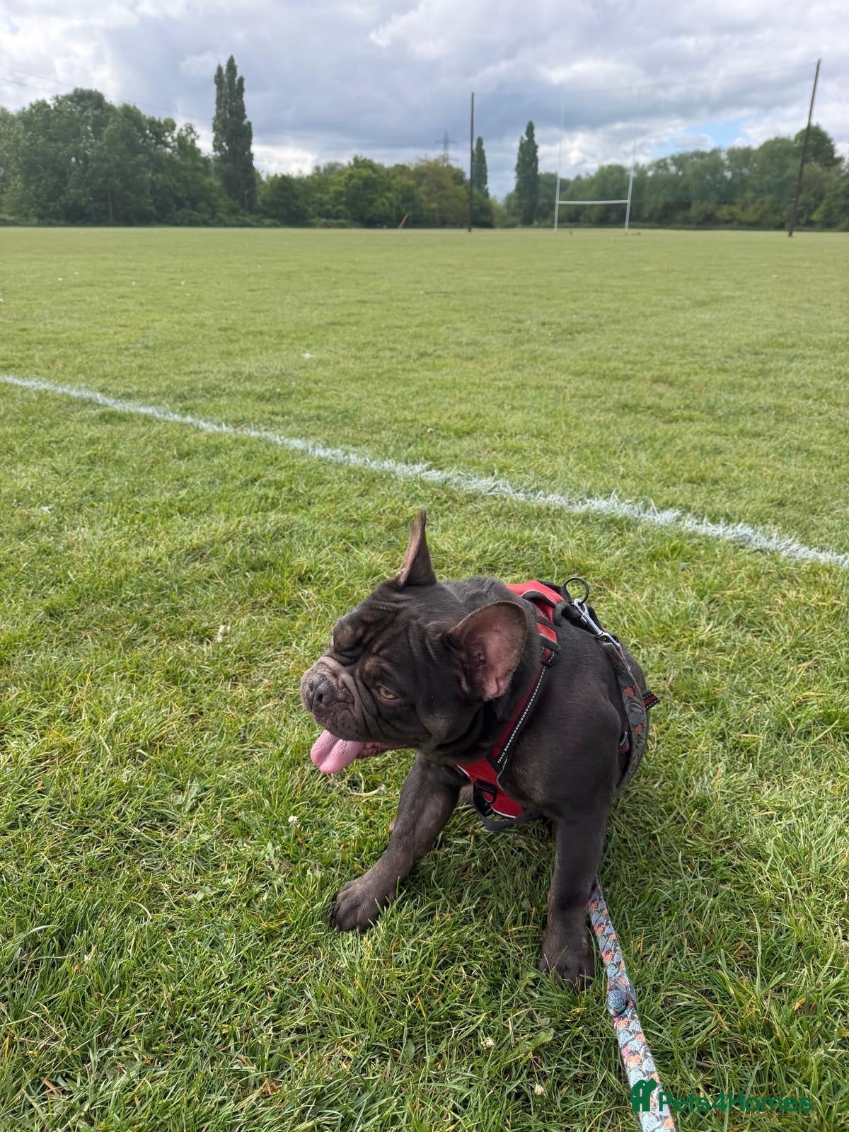 French Bulldog dogs Zeus is looking for a loving family.  - Advert 4