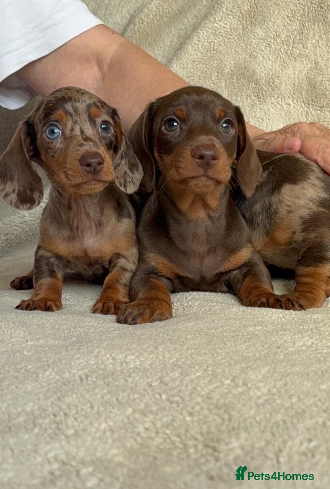 Dachshund dogs 3ADORABLE PUPPIES LOOKING FOR THEIR FOREVER HOMES! - Advert 1