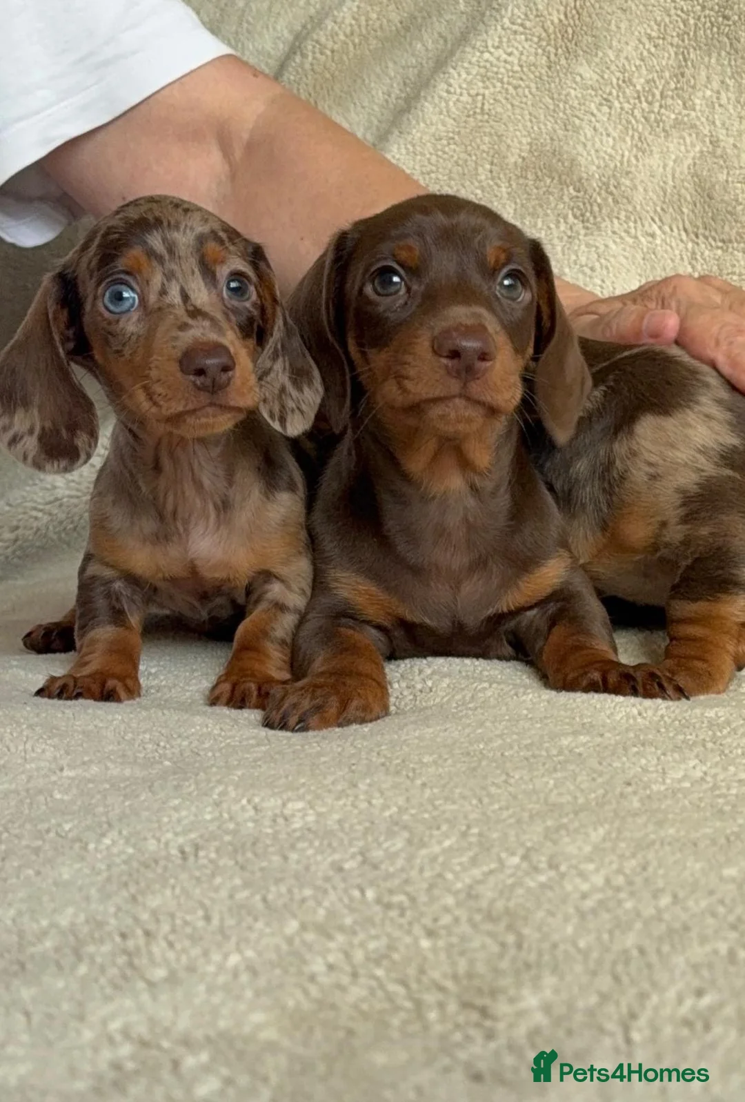 Dachshund dogs for sale: 3ADORABLE PUPPIES LOOKING FOR THEIR FOREVER HOMES! - Advert 1