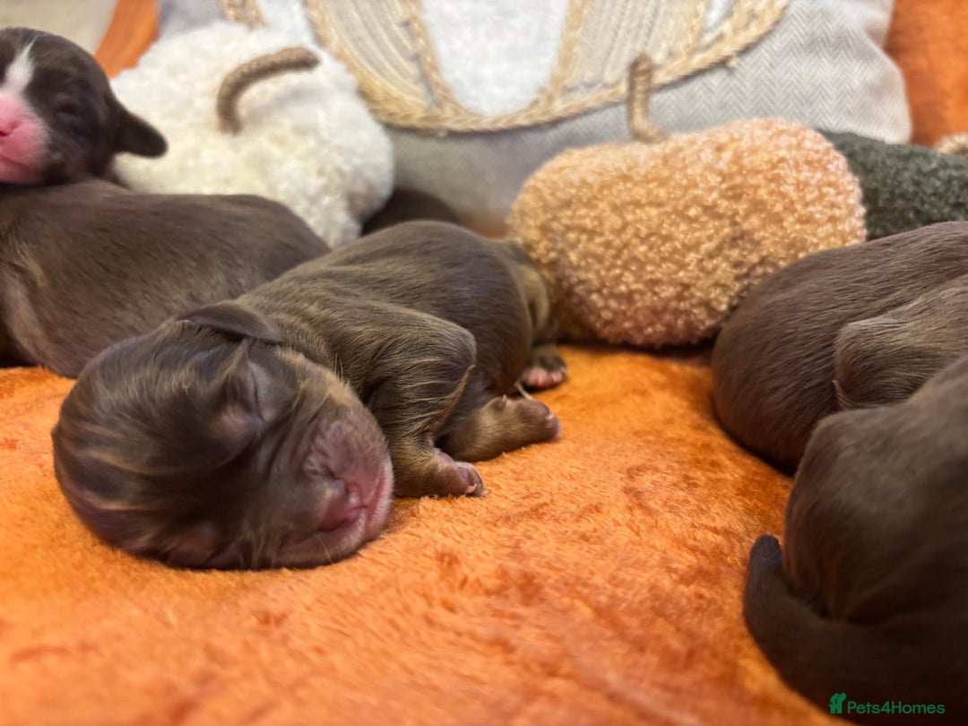 Cavapoo dogs for sale: £ negotiable for 5⭐️ Homes  Chocolate Cavapoos  - Image 8