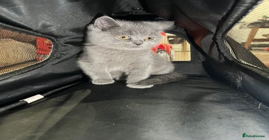 British Shorthair cats - Advert 13