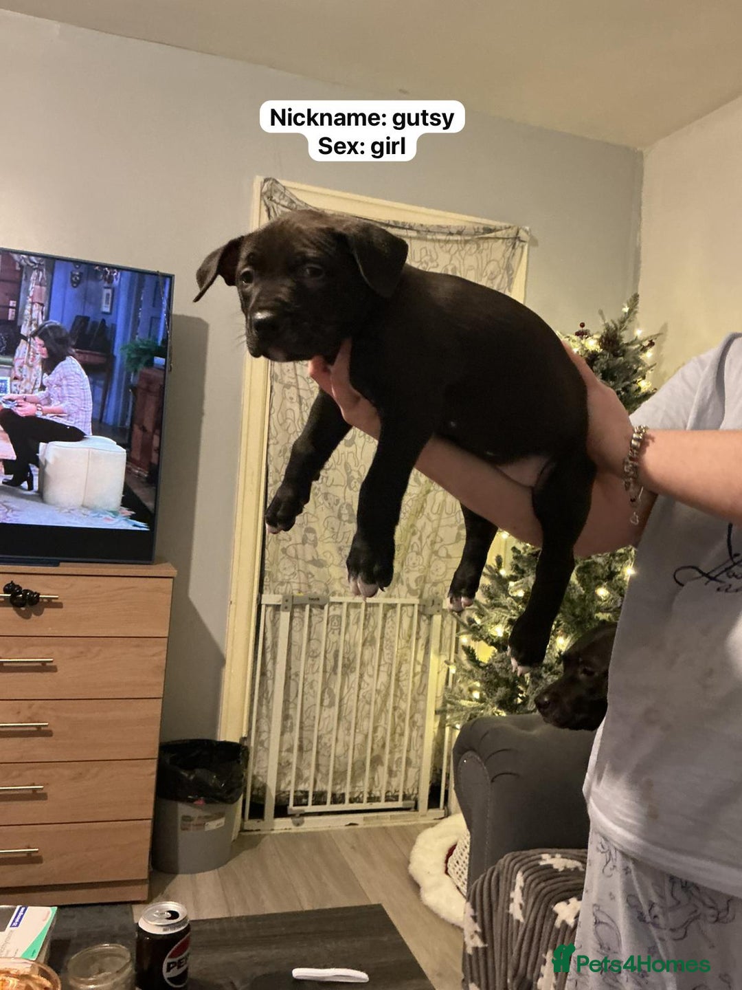 Mixed Breed dogs for sale: Puppies for sale  - Advert 2