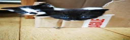 British Shorthair cats for sale: Black and white Brisish shorthair kittens - Advert 10