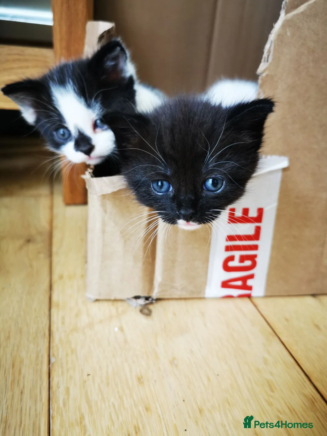 British Shorthair cats for sale: Black and white Brisish shorthair kittens - Advert 10