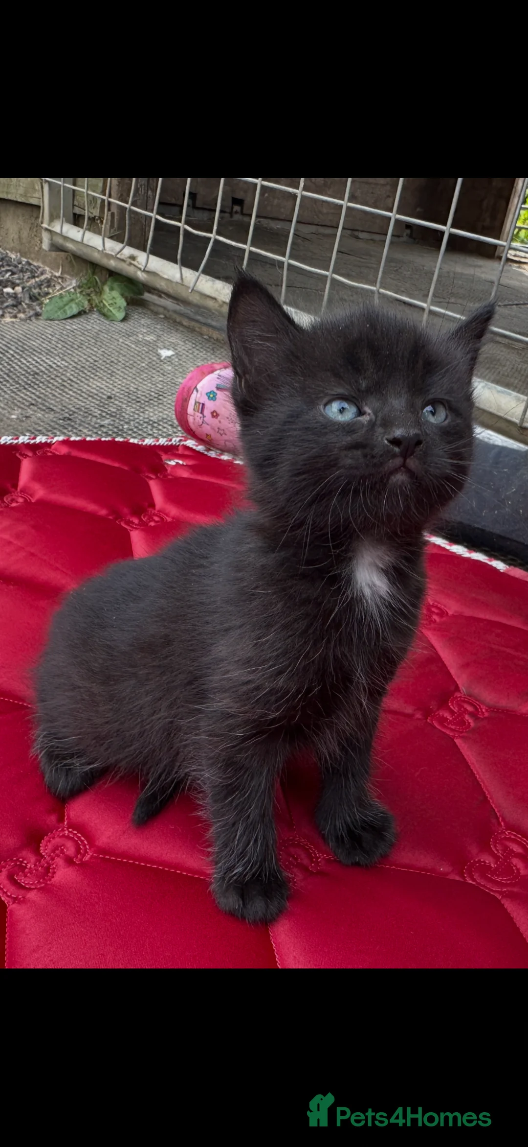 British Shorthair cats for sale: 2 female black tabby’s  in Waterlooville - Advert 2