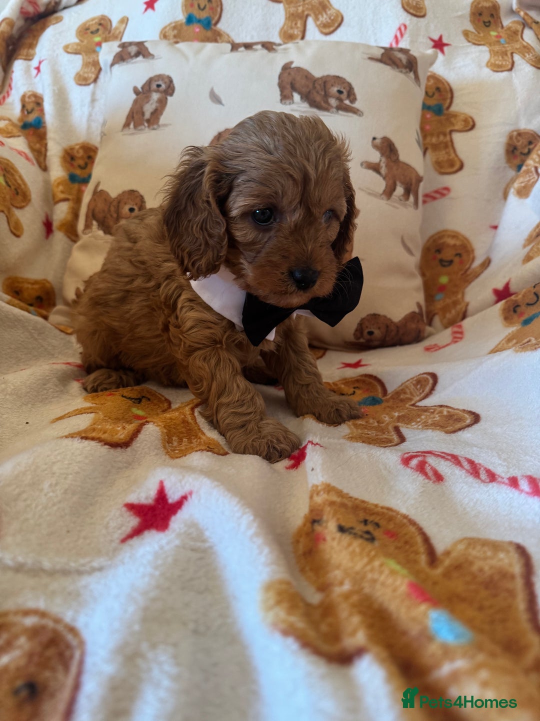 Cavapoo dogs for sale: Stunning cavapoos - Advert 11