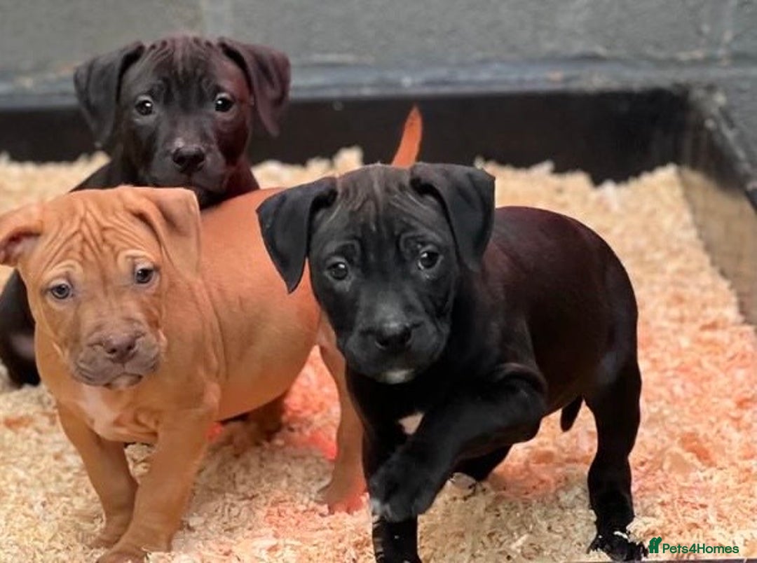 Staffordshire Bull Terrier dogs for sale: Stunning Staffordshire bull terrier puppy - Advert 8