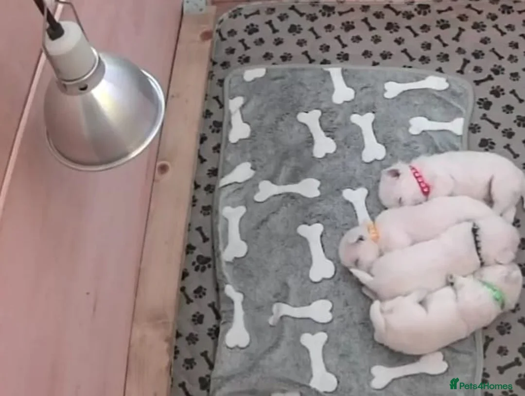 West Highland Terrier dogs for sale: KC Regist. – 3 Gorgeous Boys, Excellent Pedigree  - Advert 2