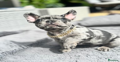 French Bulldog dogs - Advert 2