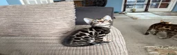 Bengal cats for sale: TICA Bengal kittens available.  - Advert 16