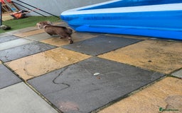 Dachshund dogs for sale: 1 year old female dachshund  - Image 4