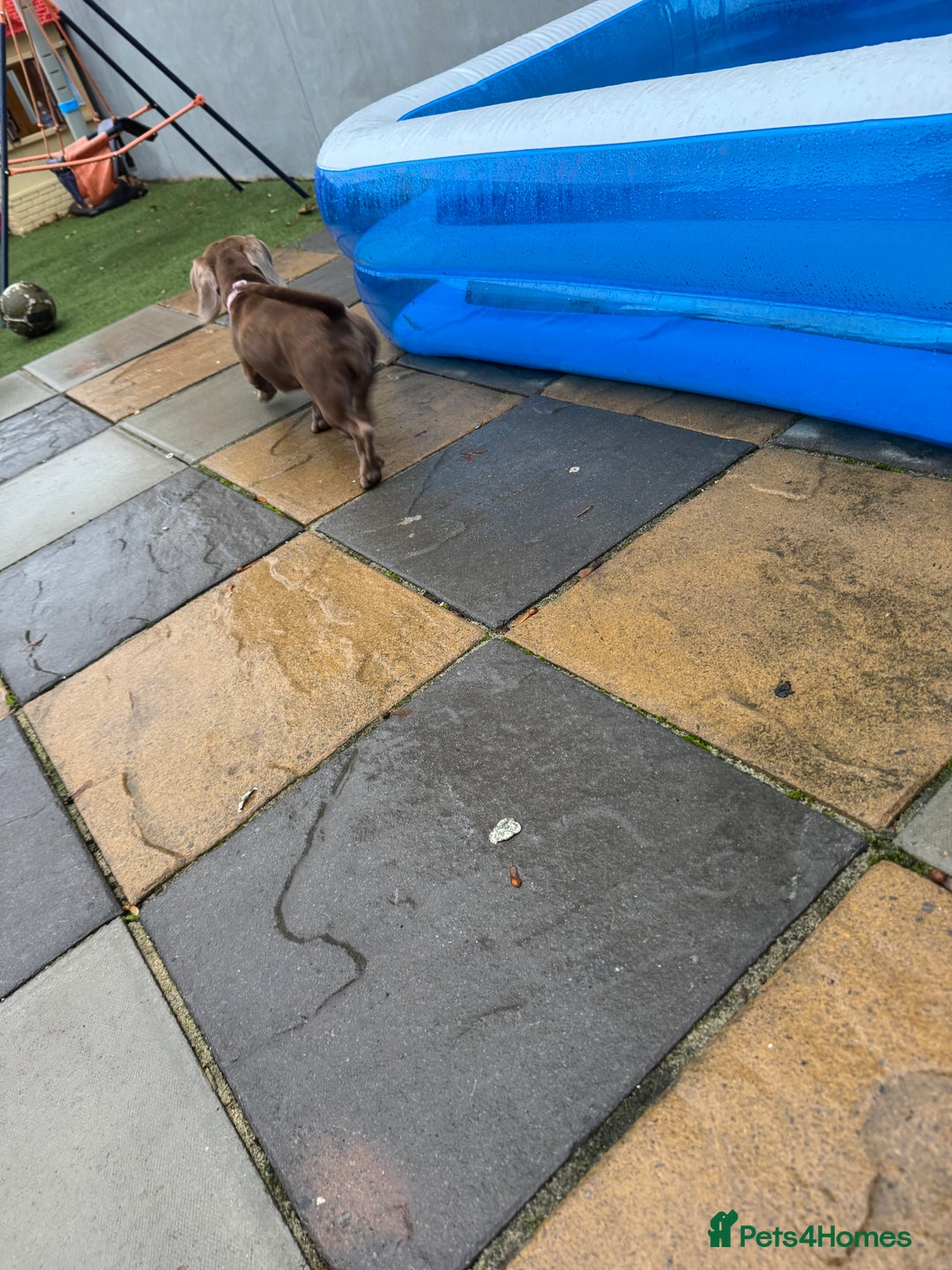 Dachshund dogs for sale: 1 year old female dachshund  - Image 4