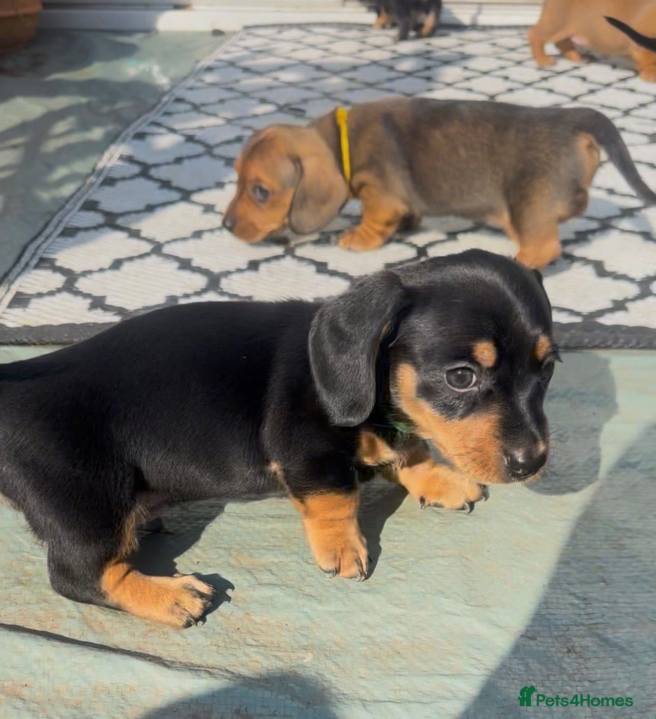 Miniature Dachshund dogs Your new best friend awaits🥰 5 gorgeous boys🩵 - Advert 17