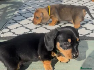 Miniature Dachshund dogs Your new best friend awaits🥰 5 gorgeous boys🩵 - Advert 17