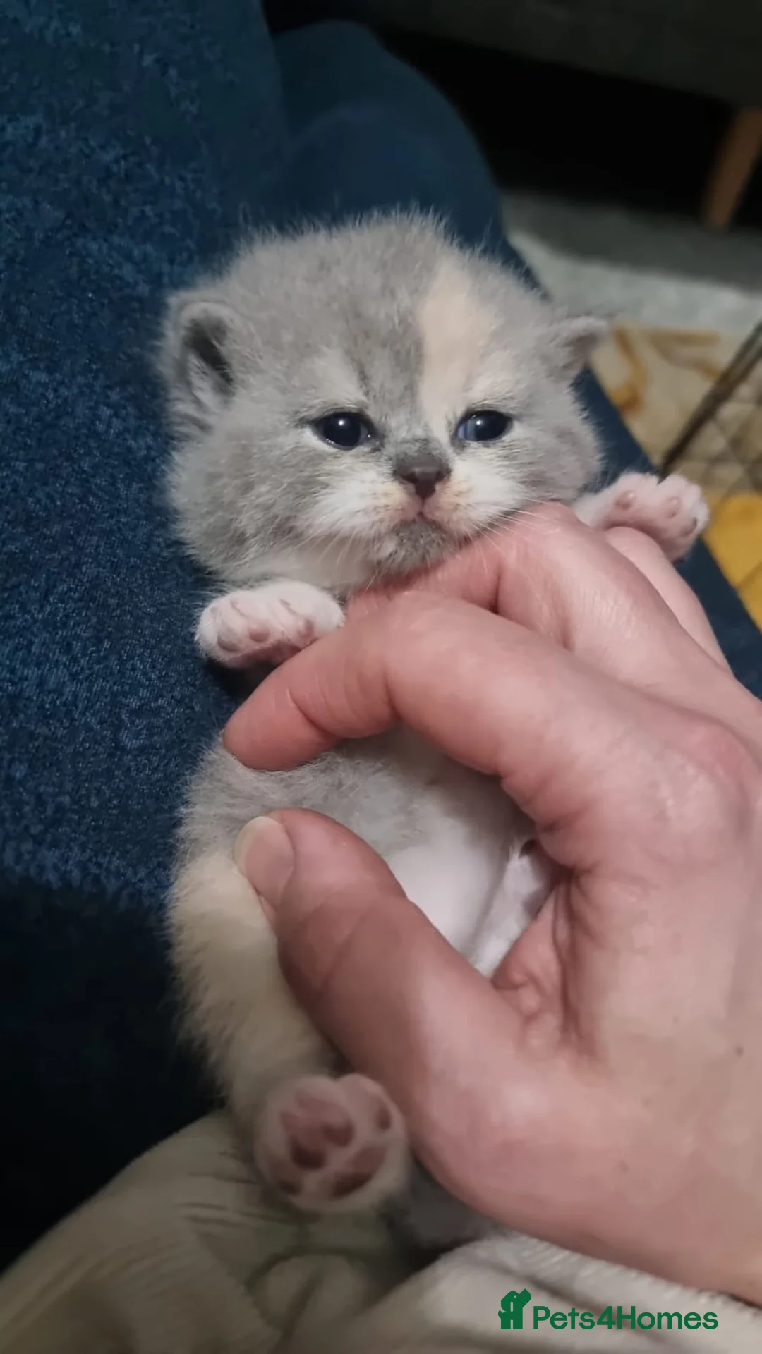 British Shorthair cats for sale: Pedigree Registered British Shorthair kittens   - Advert 14