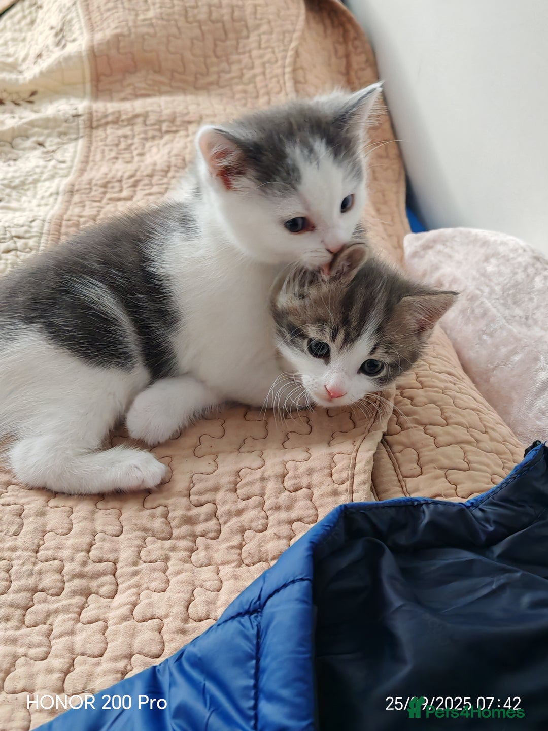 Khao Manee cats for sale: Beautiful 3 kittens  - Image 7
