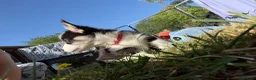 Welsh Corgi Pembroke dogs for sale: Welsh corgi (Pembroke) puppies - Advert 22