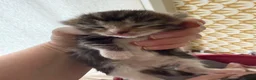 Domestic Shorthair cats for sale: Beautiful, friendly mixed calico tabby kittens in Droitwich - Advert 4