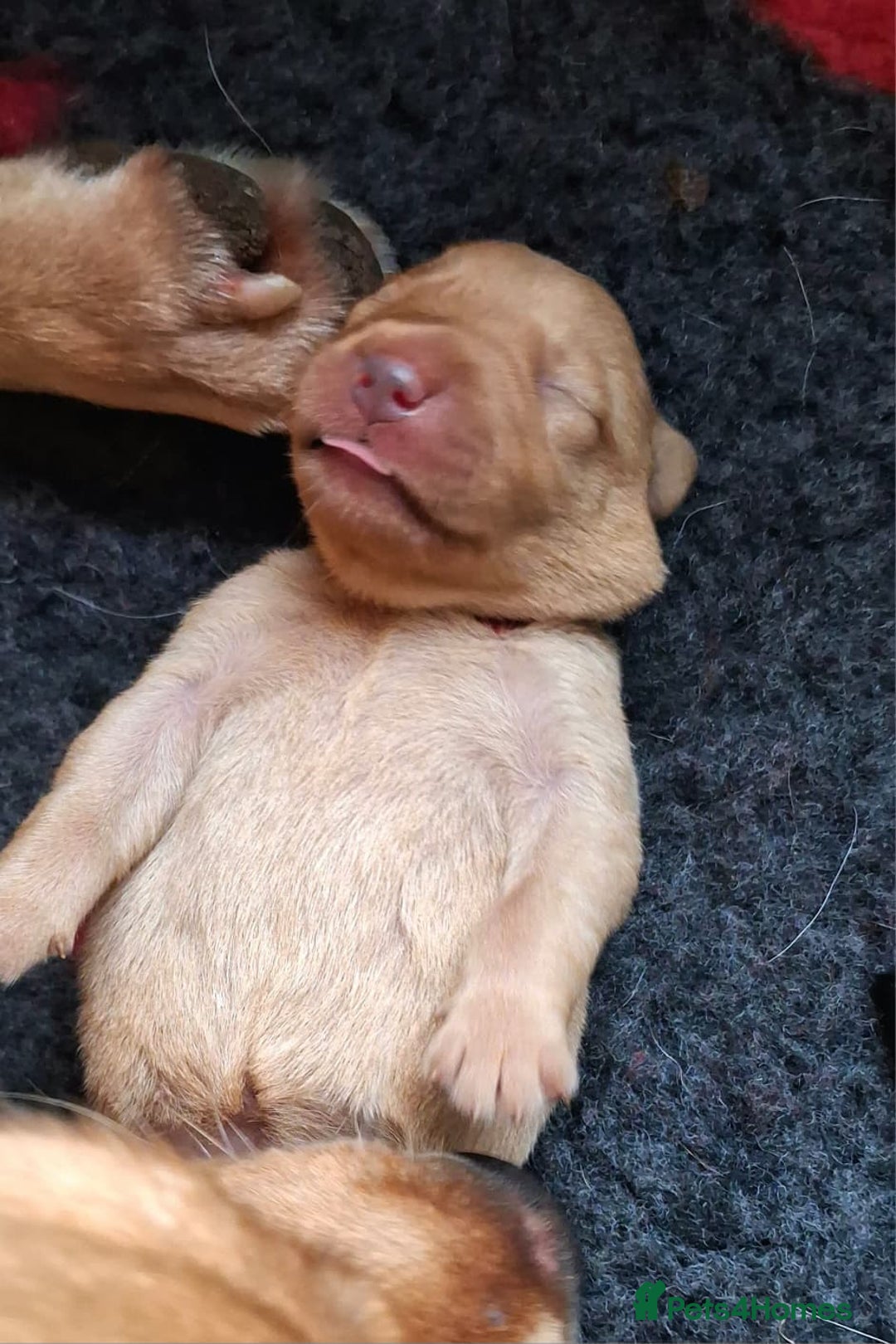 Labrador Retriever dogs for sale: Labrador Retriever Puppies (FIVE remaining) - Advert 15