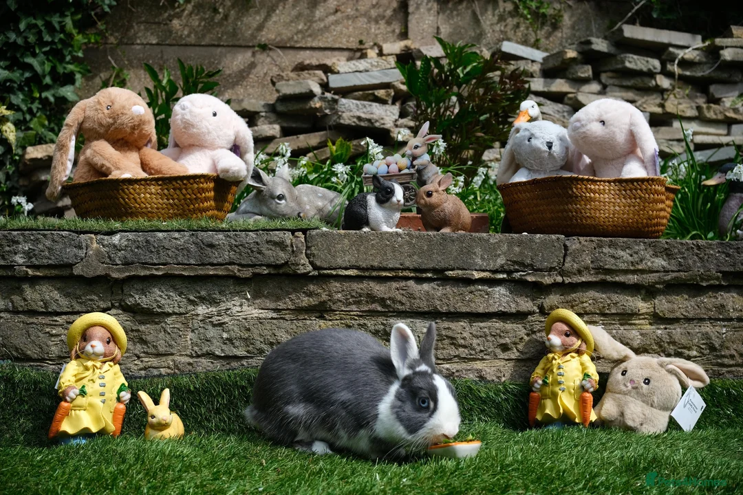 Netherland Dwarf rabbits for sale: NEUTERED Netherland Dwarf Rabbits with Large Hutch - Advert 2