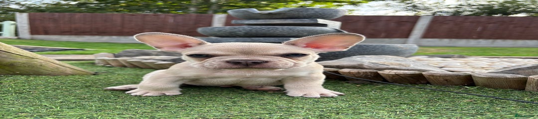 French Bulldog Puppy Blue