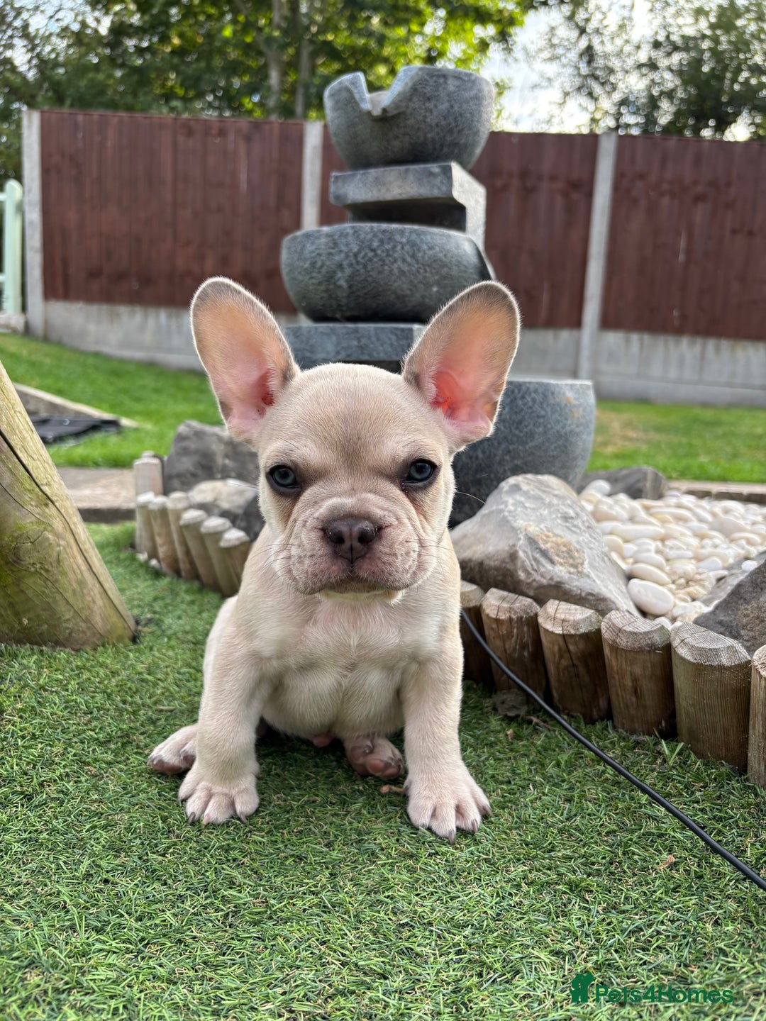 French Bulldog dogs for sale: READY TO GO THIS BANK HOLIDAY WEEKEND £1,300 ONO  - Image 15