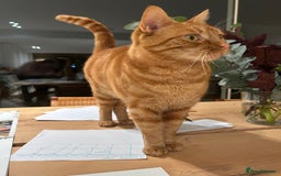 Mixed Breed cats for sale: Ginger cat - Image 1