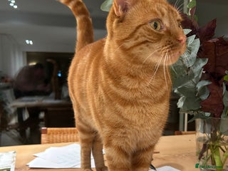 Mixed Breed cats for sale - Advert 1