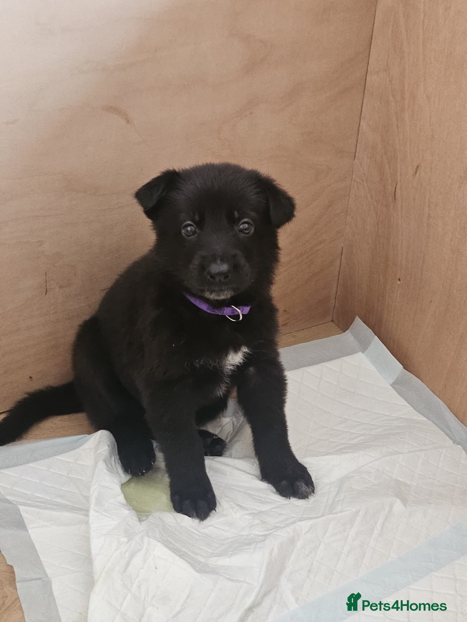 German Shepherd dogs  1 GIRL LEFT black & white german shepherd puppies - Advert 1