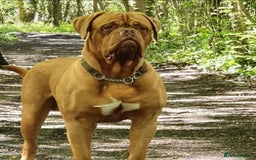 Dogue De Bordeaux dogs for sale: Dogue de Bordeaux pups  - Image 27