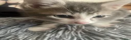 Mixed Breed cats for sale: Two grey one grey and black - Advert 6