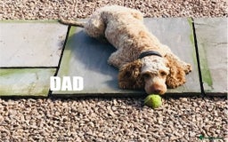 Cockapoo dogs for sale: 6 beautiful champagne and gold 🐶  - Image 5